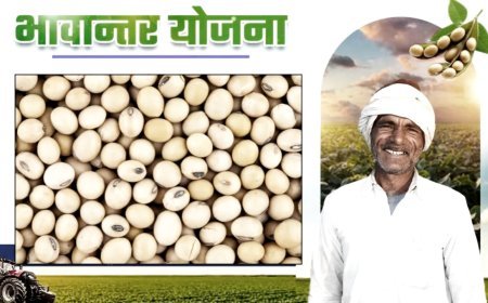 भावांतर योजनांतर्गत 27 हजार 63 किसानों से 47 हजार 493 टन सोयाबीन की खरीदी
