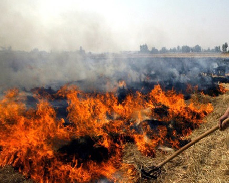 सीहोर जिले में नरवाई जलाने पर कलेक्टर ने लगाया पूर्ण प्रतिबंध