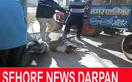 आज प्रारंभ हुए अभियान में नपाकर्मियों ने पकड़े 8 खूंखार श्वान