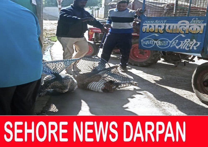 आज प्रारंभ हुए अभियान में नपाकर्मियों ने पकड़े 8 खूंखार श्वान